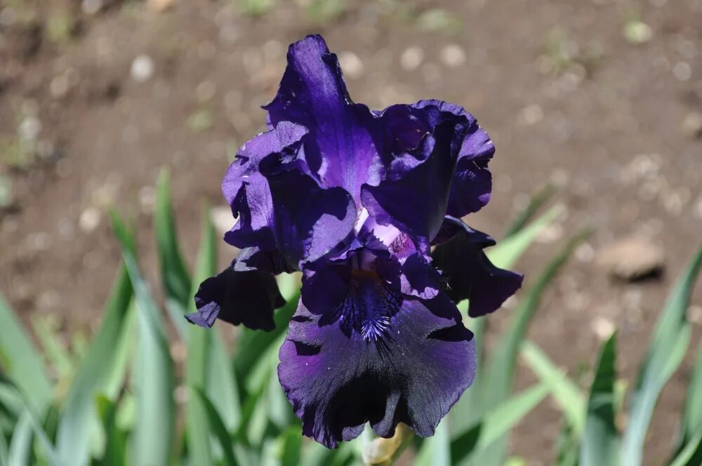 Johnson *2011*). канада 2013 ирис. ирис сорт toronto. ирис браун лассо. ирис aqua taj.