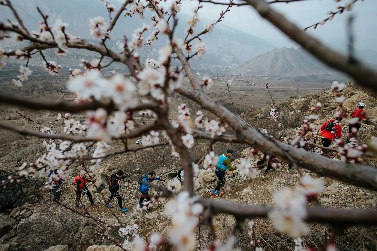 Дагестан Трейл 2023. Dagestan Wild Trail. Цветение абрикоса в Дагестане. Dagestan wild trail 2024