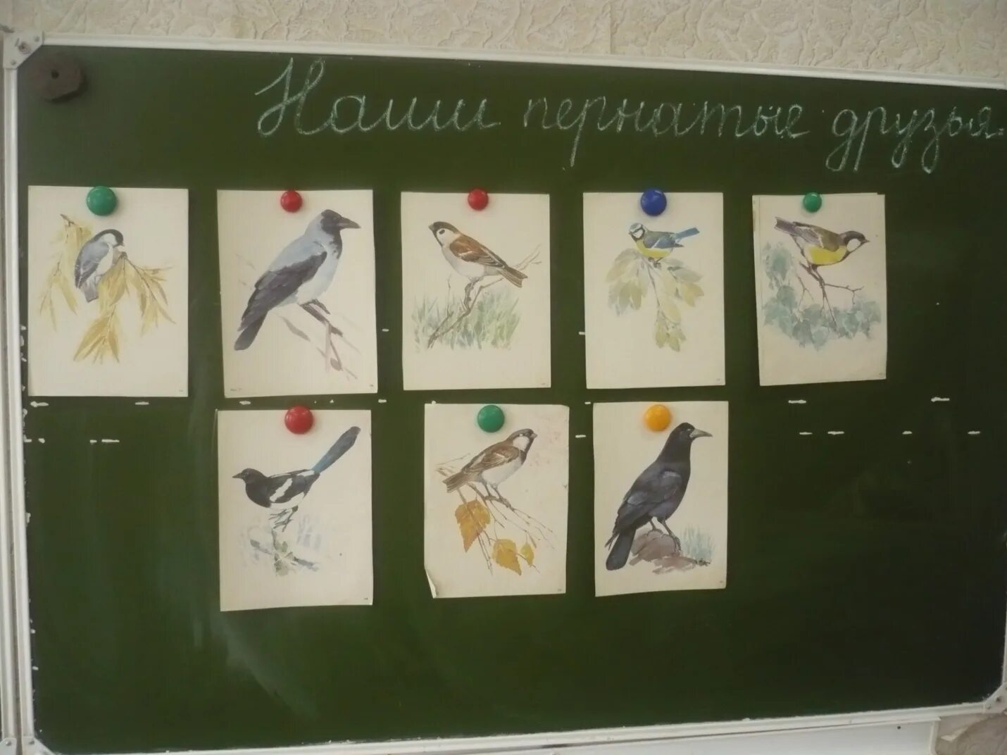классный час птицы наши друзья. птицы друзья конспект. встречаем птиц. птицы друзья конспект. птицы наши друзья для детей.