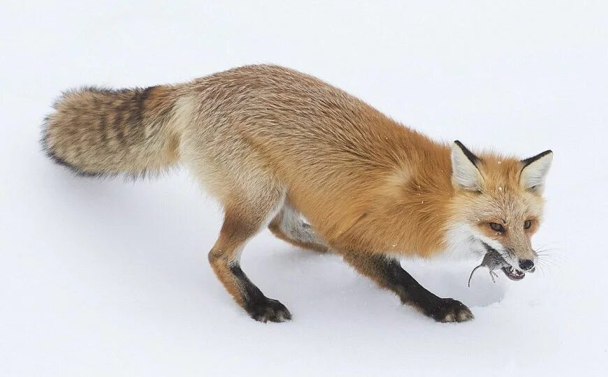 лиса охотится. лиса охотится. ловим лисицу. ловушка на лису.