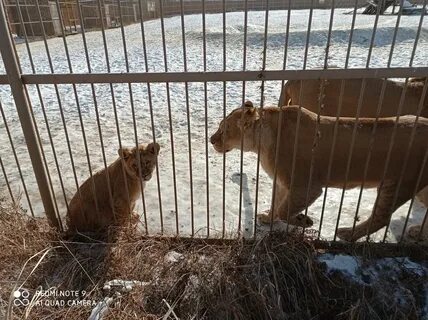 Парк белый лев приморский край