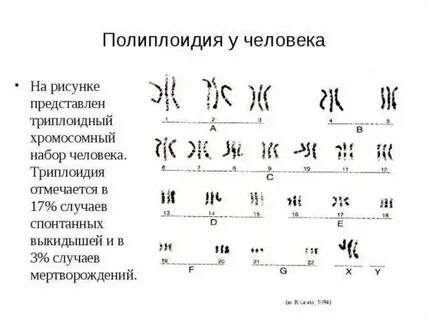 Тетраплоидный набор хромосом
