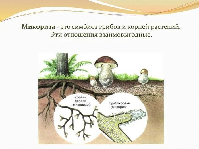 Микориза у шляпочных грибов. Микориза симбиоз гриба и растения. Строение гриба микориза. Микориза с грибами-симбионтами.