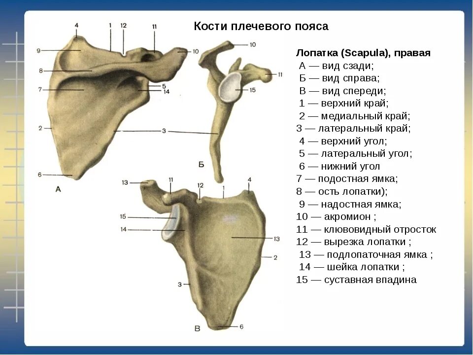 Лопатка кость человека на скелете. Лопаточная кость строение. Анатомия лопаточной кости человека. Строение лопатки и ключицы человека анатомия. Лопатка анатомия Синельников.