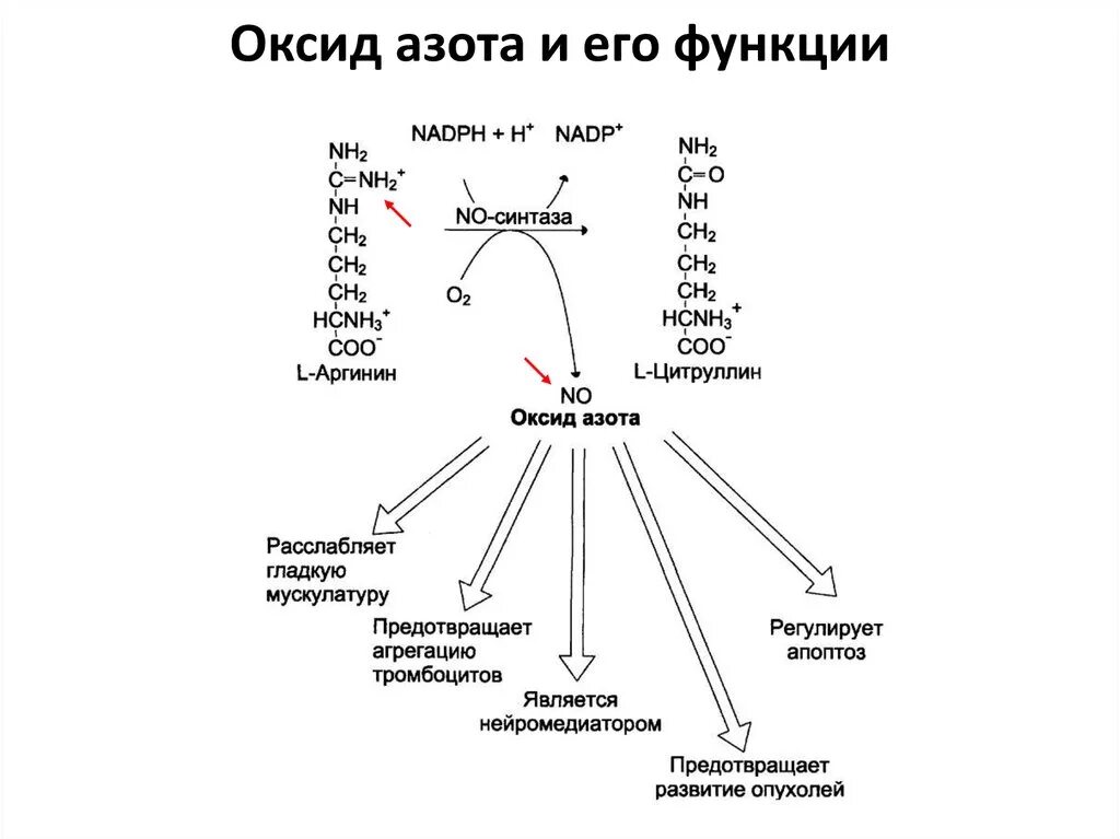 Оксид азота функции в организме человека. Биосинтез оксида азота. Функции оксида азота. Функции оксида азота в организме.