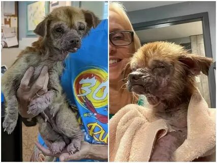 A dog who picked up scraps in the street has undergone a dramatic transform...