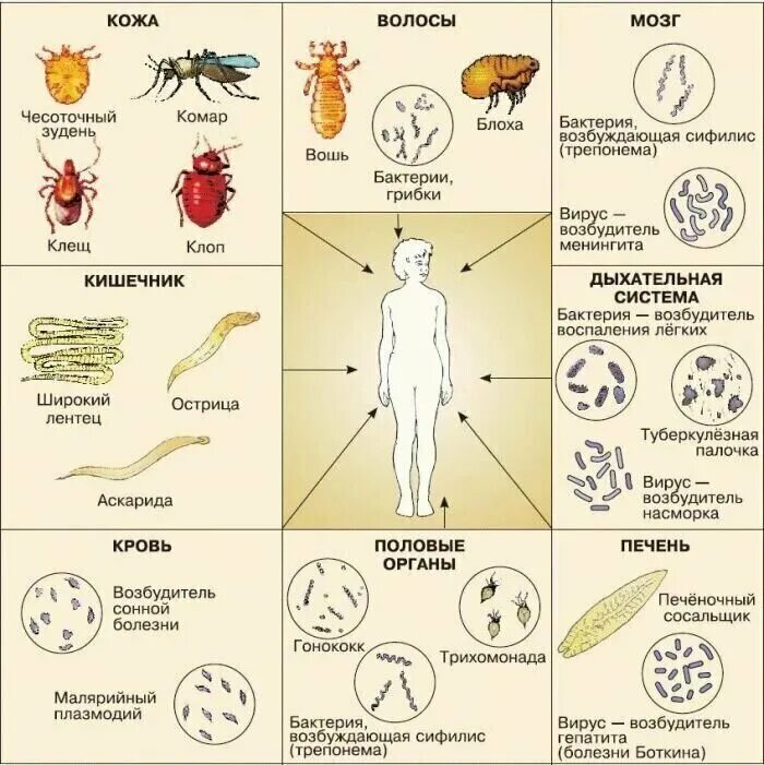 Чем внутренние паразиты отличаются от внутренних паразитов. Наружные паразиты человека. Паразиты человека биология. Паразиты человека таблица.