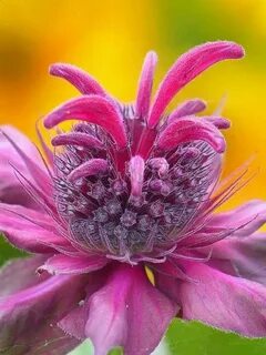 Saint avangeline your rarest of flowers