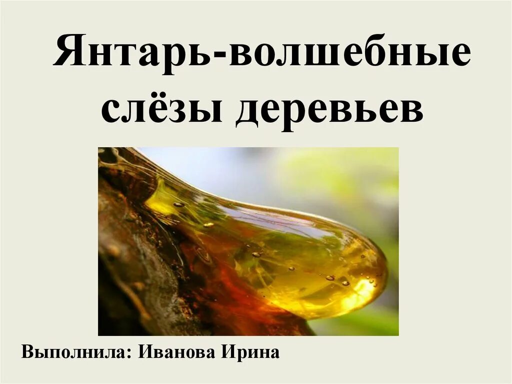 Янтарь волшебные слезы деревьев. Презентация янтарь волшебные слезы деревьев. Янтарь волшебные слезы деревьев проект. Проект на тему янтарь волшебные слезы деревьев. Волшебные слезки