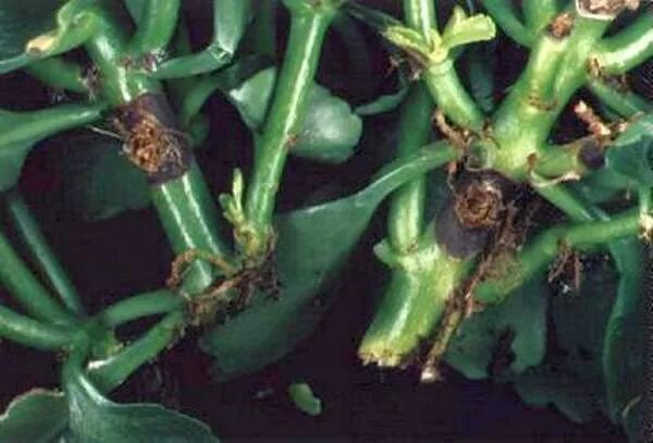 каланхоэ чернеет