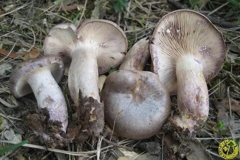 Золотисто желтый лиловеющий