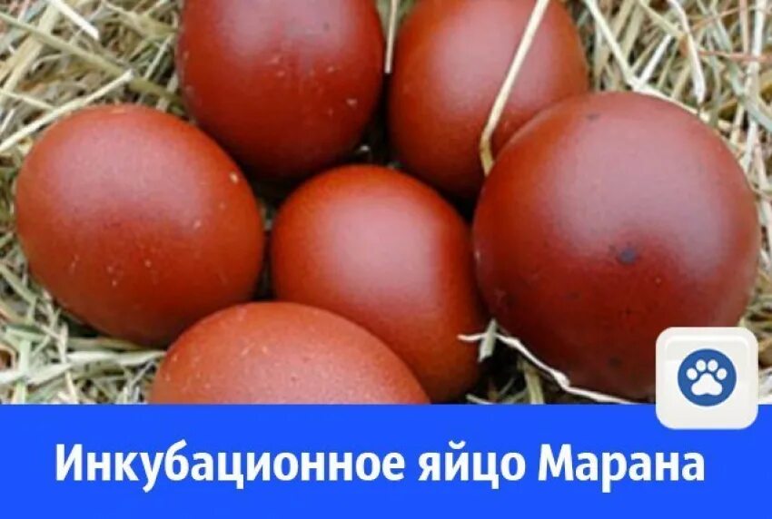 Маран лавандовый. Шкала окраса яйца Маран. Куры породы Маран инкубация. Яйца Маран для инкубации.