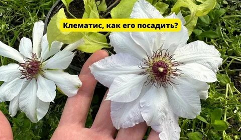 Чем удобрить клематис осенью