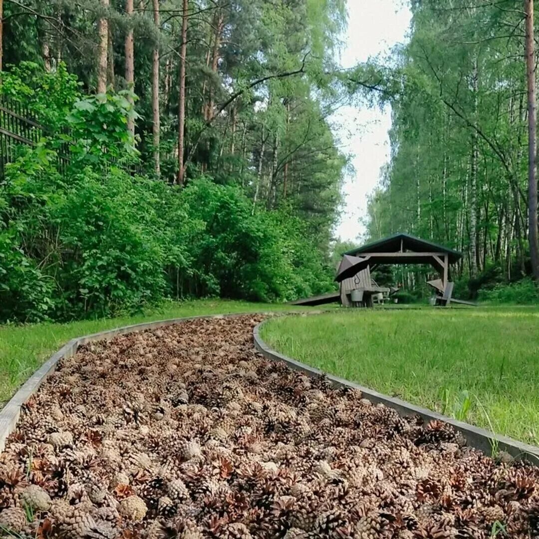 Парк Босая тропа Лосиный остров. Дендрарий Лосиный остров тропа.