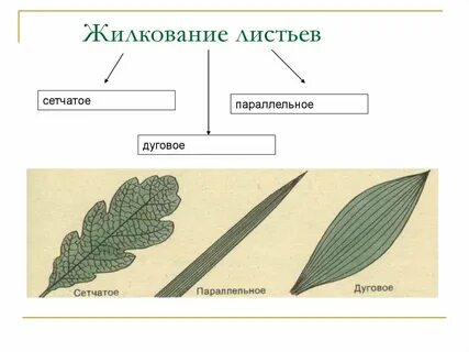 Жилки листа