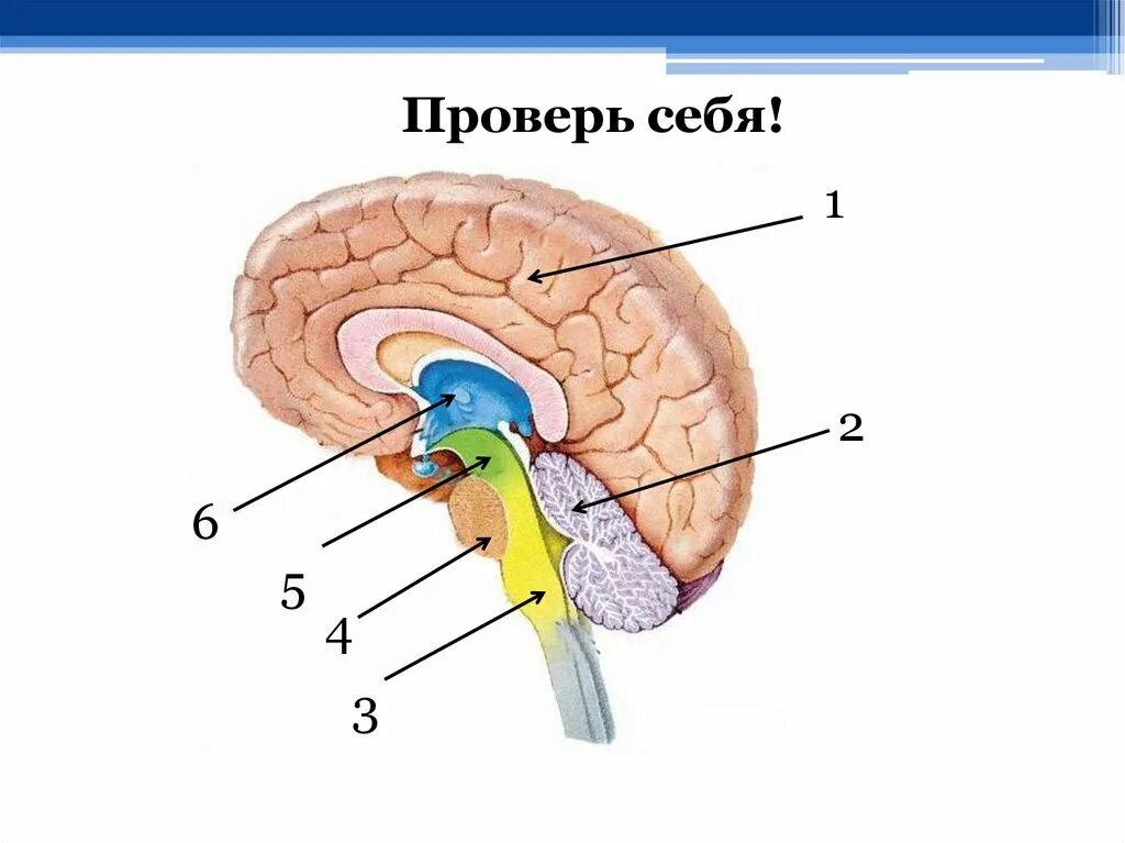 Функции отделов головного мозга анатомия. Отделы головного мозга 8 класс биология. Головной мозг промежуточный мозг строение и функции. Биология 8 кл строение головного мозга.