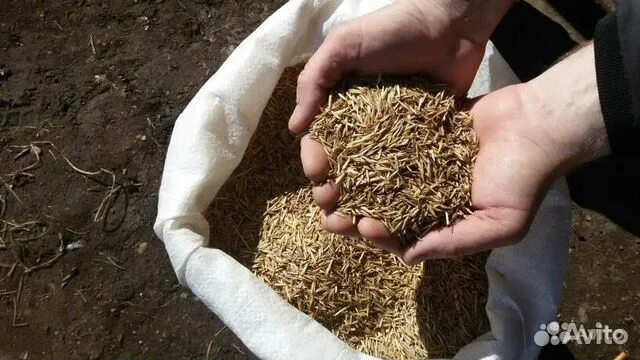 Авито семена трав. Семена травы для сена многолетних трав. семена трав: костер. семена сено. семена костёр (многолетняя трава).