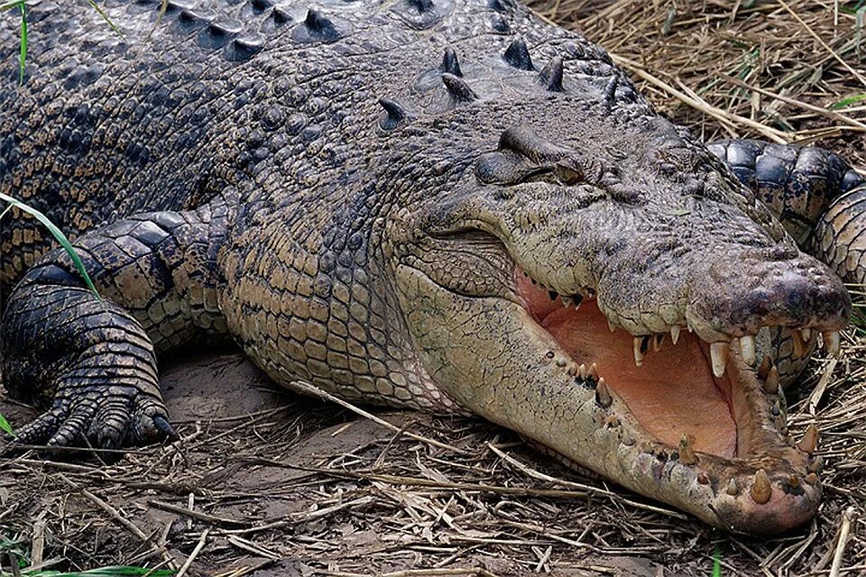 Гребнистый крокодил. Гребнистый крокодил Вьетнам. Австралийский гребнистый крокодил. Гребнистый крокодил и Аллигатор. Схватки крокодилов