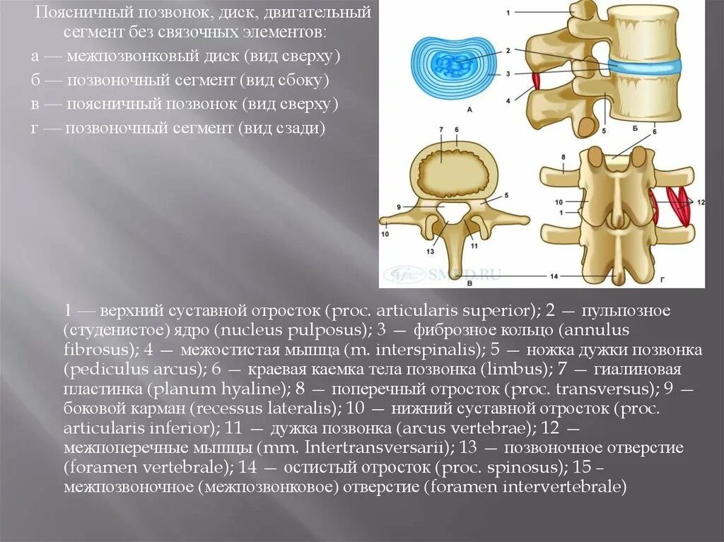 Тело позвонка размер. Поясничный позвонок. Двигательный сегмент позвоночника. Межпозвоночный диск и Позвоночный сегмент. Позвоночно-двигательный сегмент (ПДС).