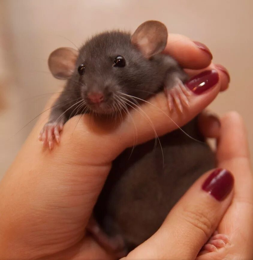 Взрослые мыши. Крыса Дамбо. Крыса породы Дамбо. Декоративная крыса Дамбо.