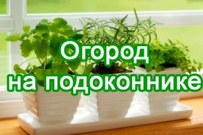 Таблички в огород для детей. Огород на подоконнике в детском саду надпись. Таблички для огорода на подоконнике. Огород на окошке. Огород на окне.