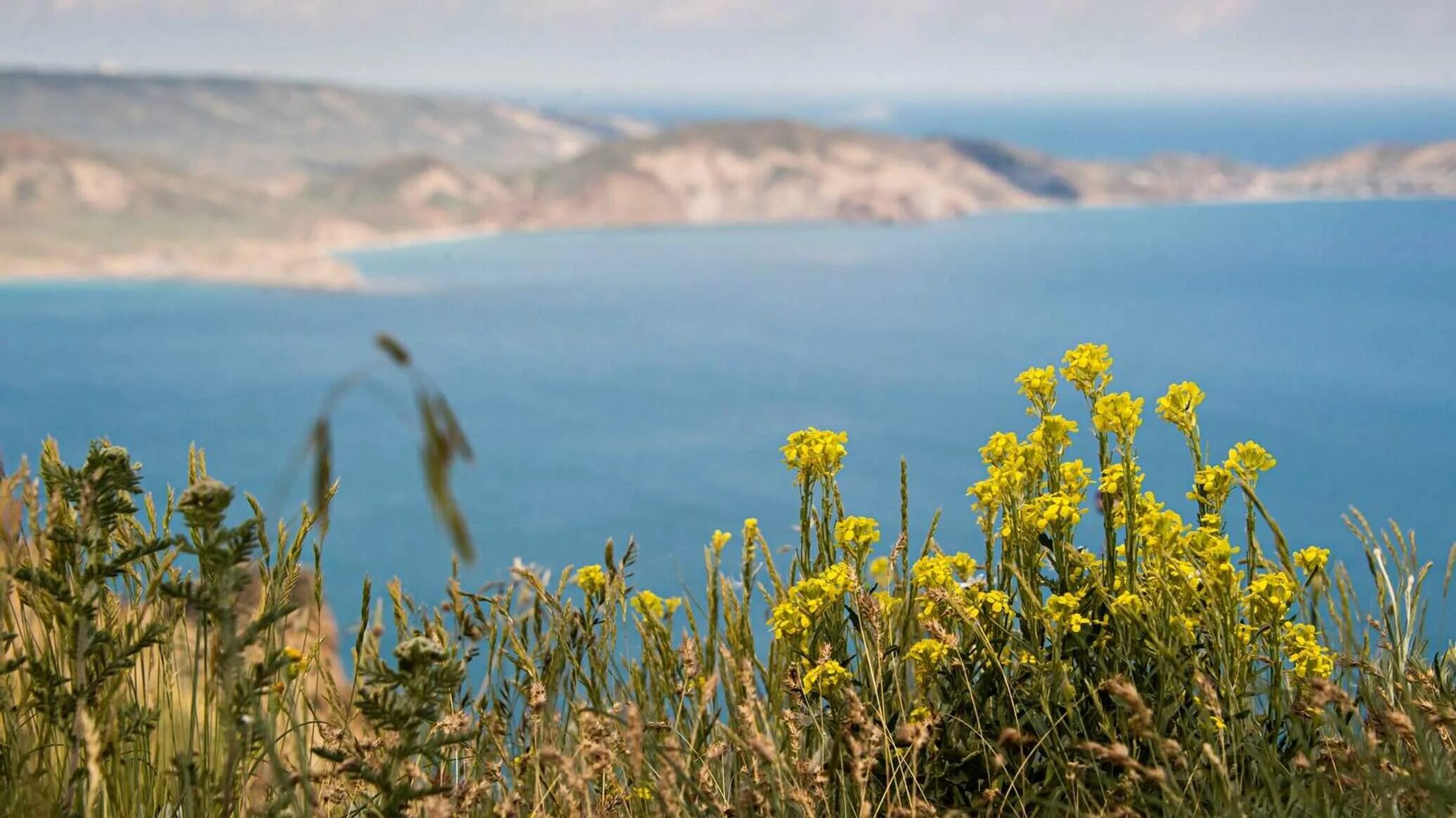 Погода в республике крым на 10 дней. Климат Алушты. Крым ночью. Карадагский змей в Крыму. Климат Крым озимые.