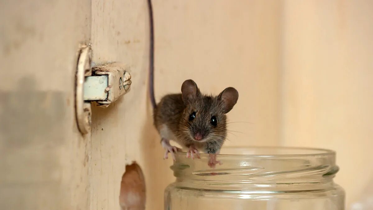 Почему появляются мыши. Мыши в доме. Дом мышонка. Домик мышки. Мышь домашняя.