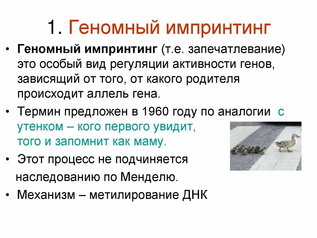 Импринтинг это в генетике. Геномный импринтинг это в генетике. Генный импринтинг. Импринтинг это в генетике. Геномный импринтинг это в генетике.