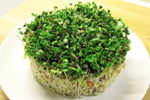 Микрозелень из гречки