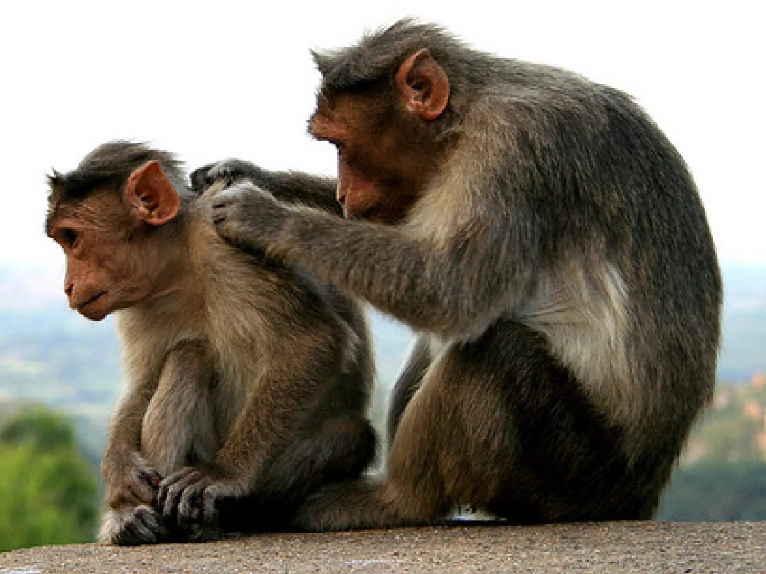 Scratch my back. Scratch my back and i&#039;ll scratch yours. scratch your back. if you scratch my back i ll scratch. you scratch my back, i scratch yours.