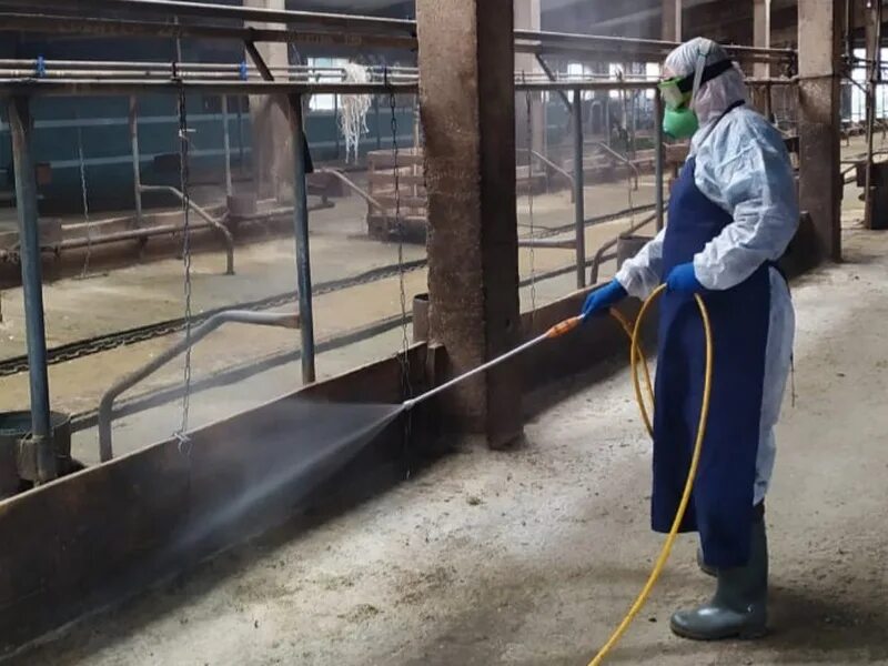 Дезинфекция на ферме. Санитарная обработка животных. Санитарная обработка животных. Ветеринария крс. Обработка крс.
