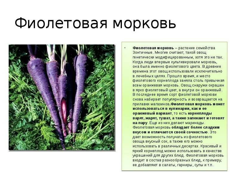 Сообщение про морковь. Доклад о морковке. Культурное растение морковь. Описание морковки.