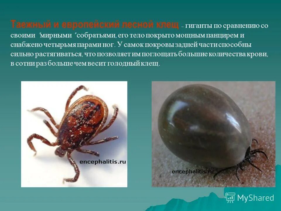 Клещи профилактика. Энцефалитный клещ отряд. Клещевой энцефалит симптомы укуса. Энцефалитный клещ энцефалитный клещ. Таёжный клещ клещевой энцефалит.