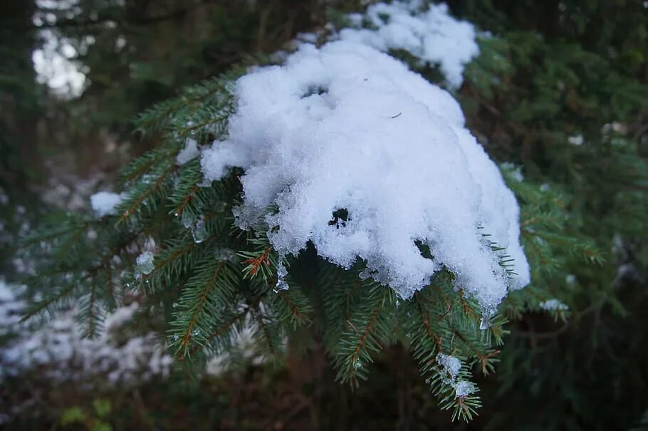 Засыпаны снегом ели. Пышная пушистая ель в снегу. Белая Волшебная ель. Большая Старая ель в снегу. Стволы елей со снегом.