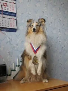 Форум любителей колли