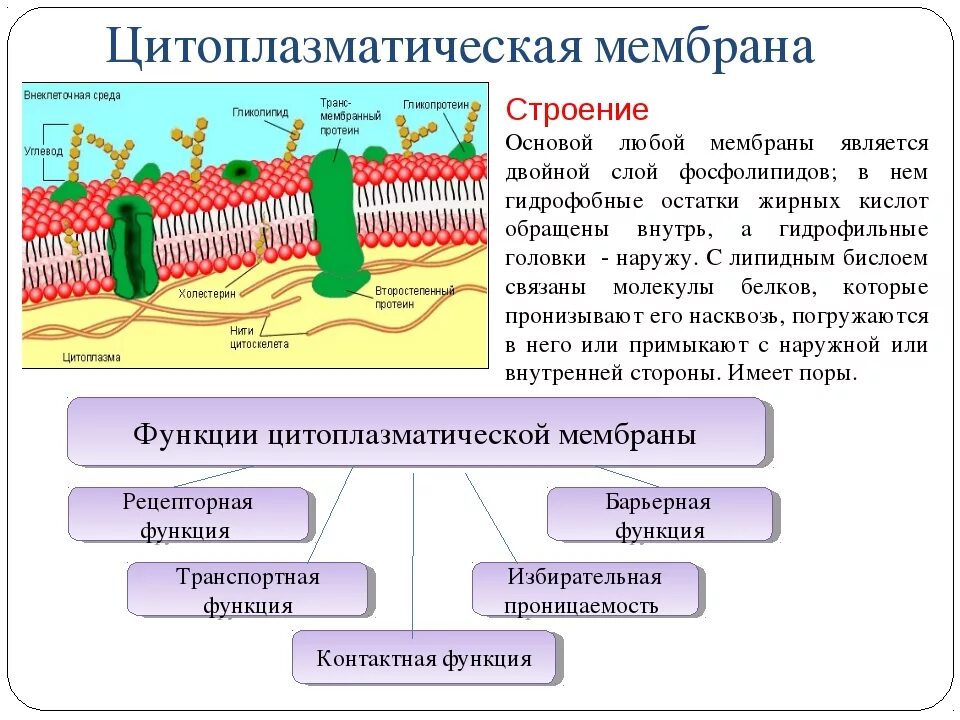 Строение наружной цитоплазматической мембраны. Плазматической мембрана структура,строение и функции. Строение и функции плазматической мембраны и цитоплазмы. Строение цитоплазматической мембраны клетки. Организация биологических мембран