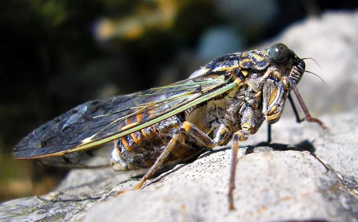 Цикада жук черный. Цикада горная размер. Рена цикады 2020. Цикада коста рика. Цикады 5.