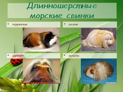 Чем дышат морские свинки