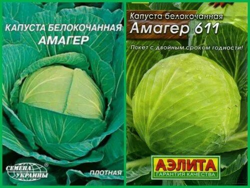 Капуста сорт амагер отзывы. Капуста белокочанная амагер. капуста амагер описание сорта. амагер 611. капуста амагер 611.