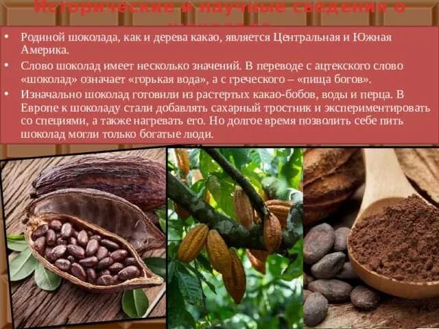 Интересные факты о какао дереве. Сообщение о происхождении какао. Сообщение о какао. Какао бобы в южной америке. Теоброма какао дерево.