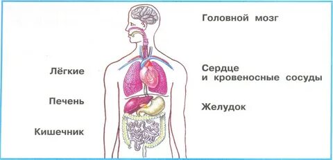 Напишите названия систем органов