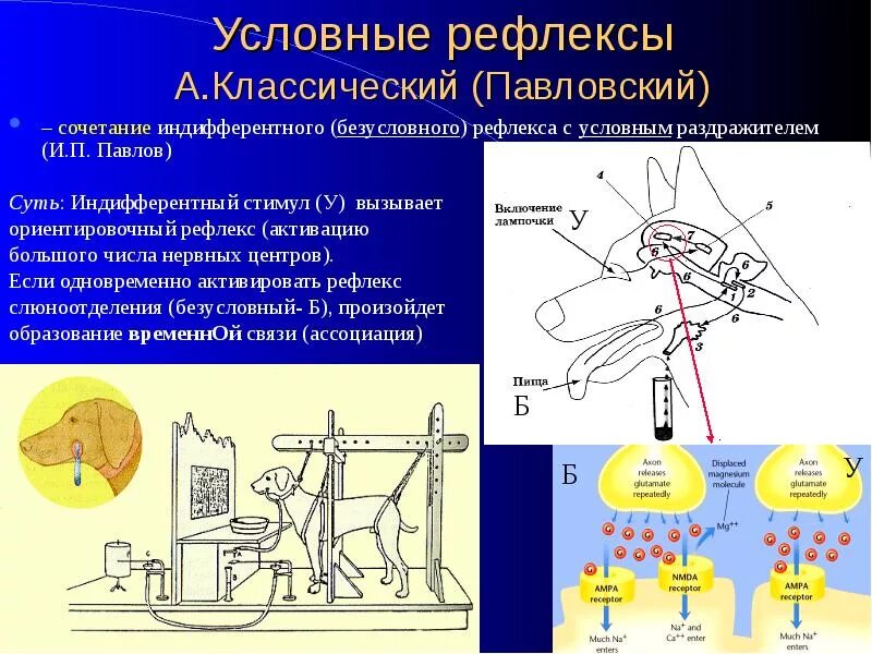 Рефлекс лифта. Механизм безусловного рефлекса физиология. Условный рефлекс физиология. Условный рефлекс нормальная физиология. Условные и безусловные рефлексы физиология.