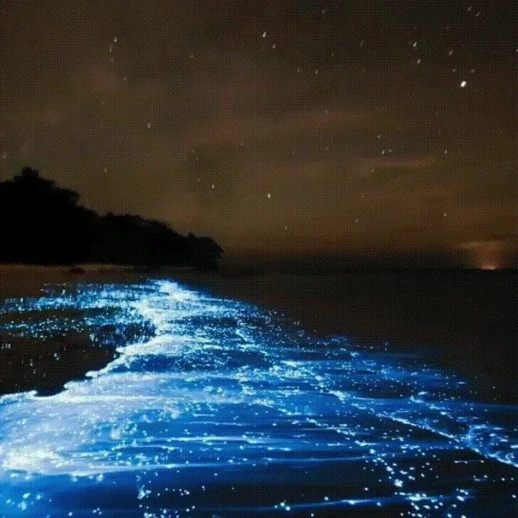 Когда фосфорится море в крыму. Когда фосфорится море в крыму
