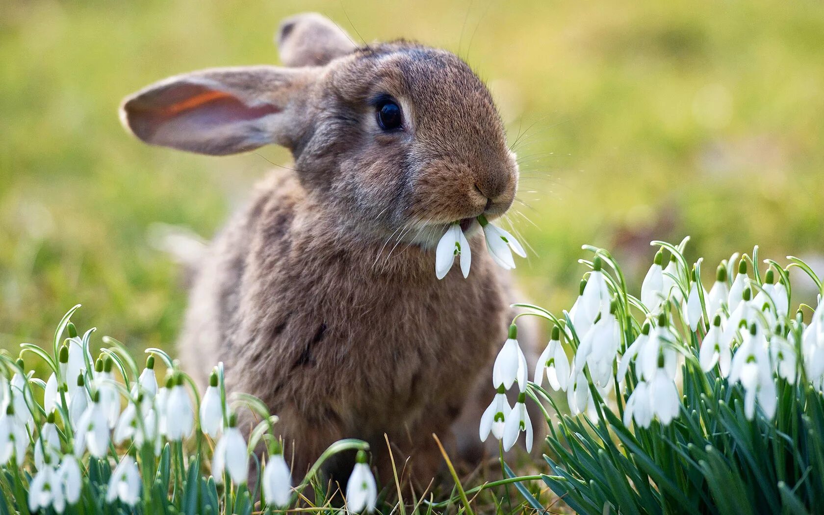 Земля зайчика. Природа с животными. Животные весной. Кролики в природе.