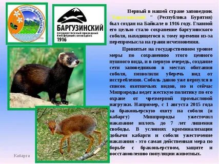 В какой природной зоне соболь