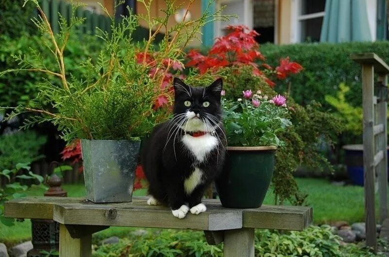 Коте в саде