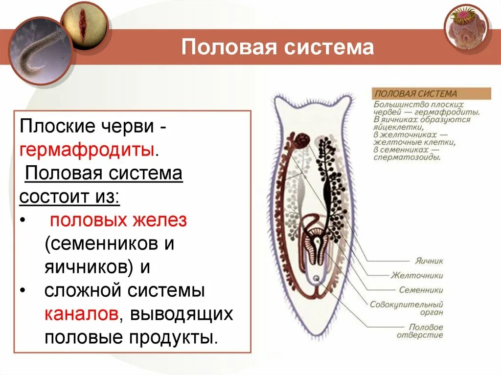 Гермафродитами являются черви. Схема строения половой системы плоских червей. Плоские черви половая система и размножение. Система органов размножения плоских червей. Основная характеристика половой системы червя.
