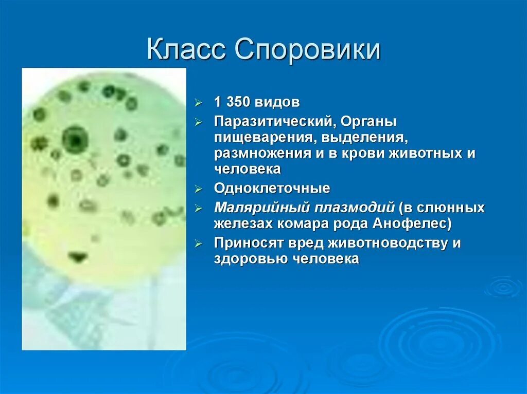 У строение одноклеточное споровик. Плазмодий класс Споровики. Паразитические представители споровиков. Одноклеточный малярийный плазмодий. Простейшие вызывают воды