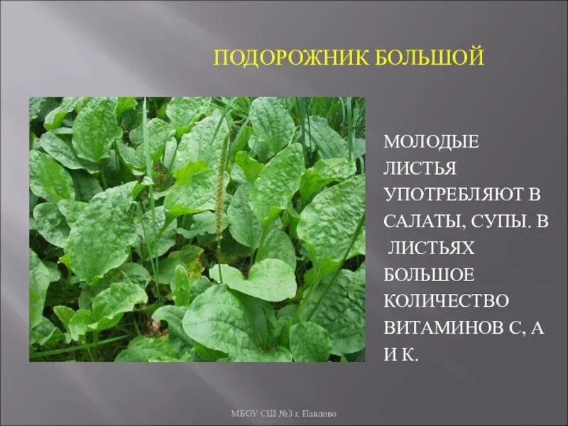 Подорожник рецепт. Подорожник салат. Подорожник большой витамины. Листья салата похожие на подорожник. Растение в салате похожее на подорожник.