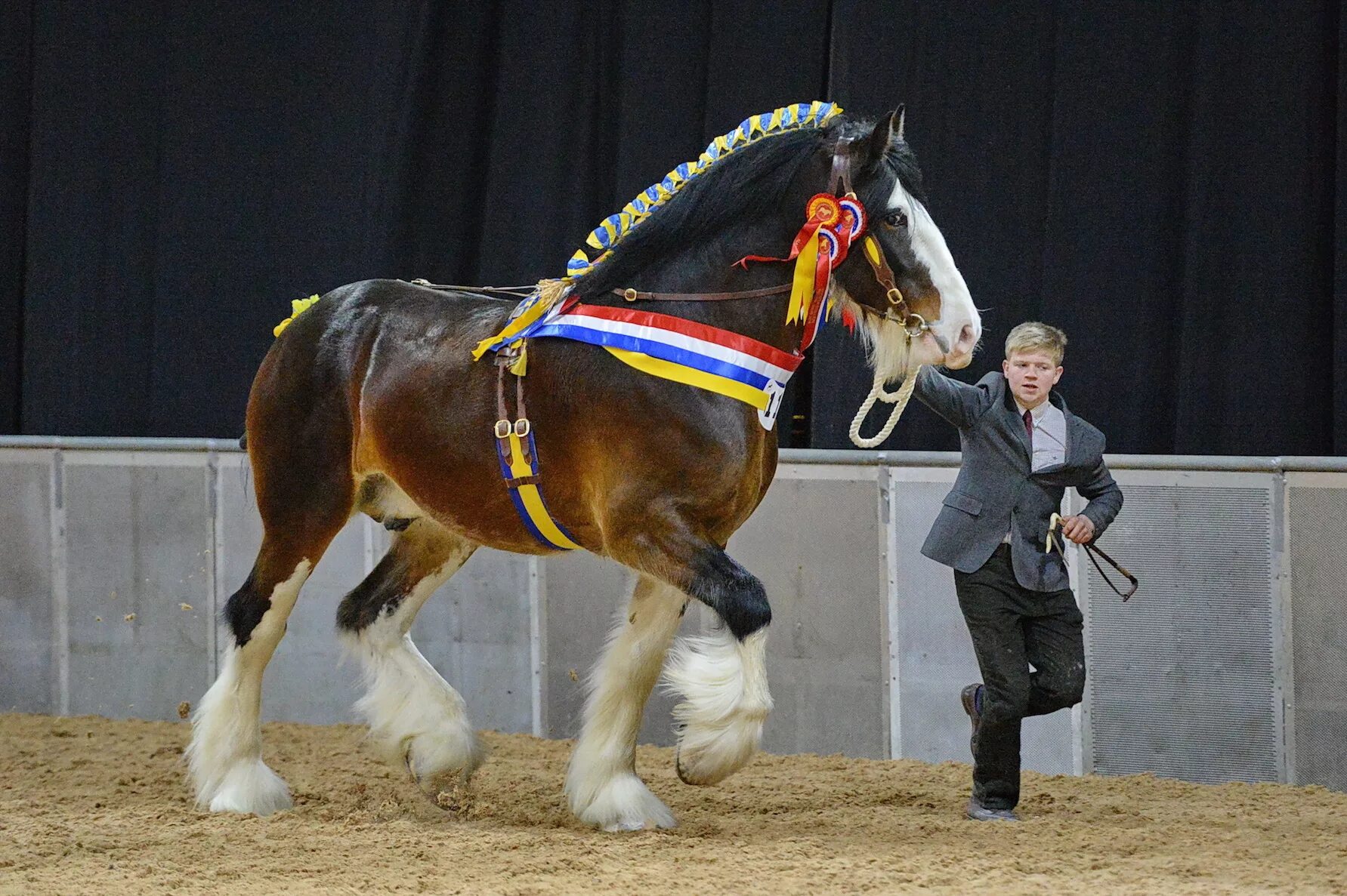 шайр голиаф. мэттью шайр. шайр-рив англия должность. шайр принц вильям. владимирский тяжеловоз с человеком.